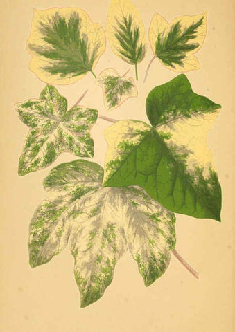 Reproducción/Reproduction 6306113308: Les plantes a feuillage coloré. v.1. Paris :Rothschild,1867-1870