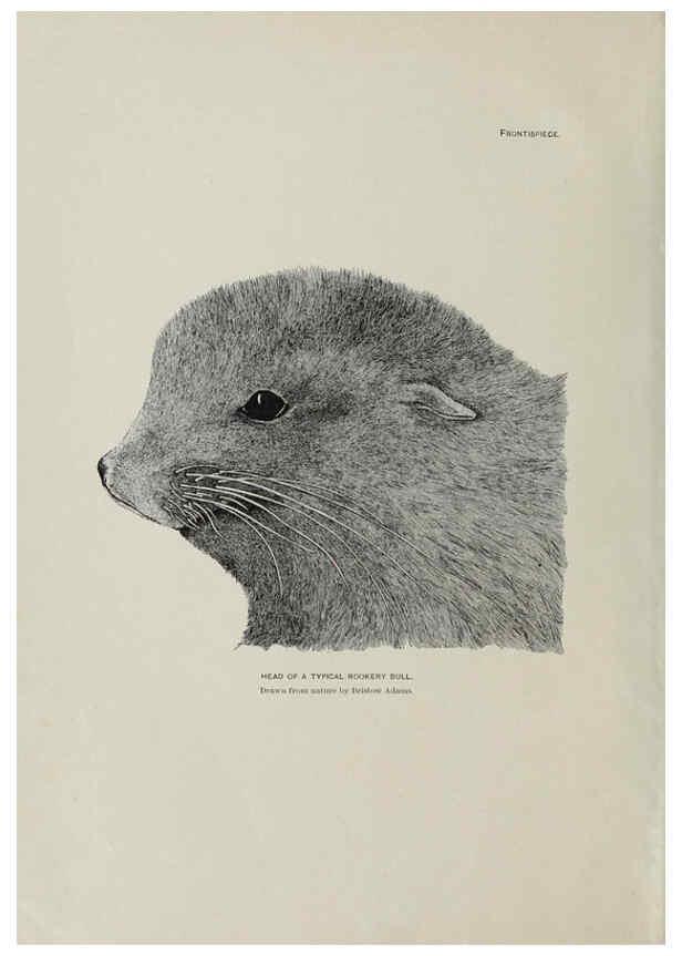 Reproducción/Reproduction 6305632167: The fur seals and fur-seal islands of the North Pacific Ocean. v.3. Washington,Govt. Print. Off.,1898-99