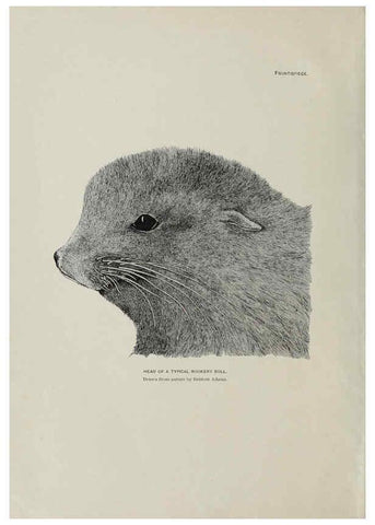 Reproducción/Reproduction 6305632167: The fur seals and fur-seal islands of the North Pacific Ocean. v.3. Washington,Govt. Print. Off.,1898-99