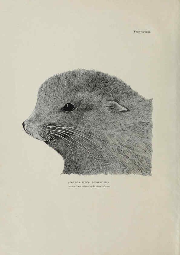 Reproducción/Reproduction 6305632167: The fur seals and fur-seal islands of the North Pacific Ocean. v.3. Washington,Govt. Print. Off.,1898-99