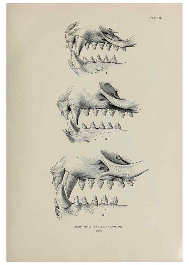 Reproducción/Reproduction 6306156054: The fur seals and fur-seal islands of the North Pacific Ocean. v.3. Washington,Govt. Print. Off.,1898-99