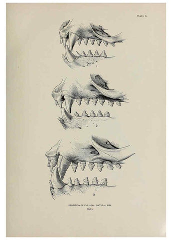 Reproducción/Reproduction 6306156054: The fur seals and fur-seal islands of the North Pacific Ocean. v.3. Washington,Govt. Print. Off.,1898-99