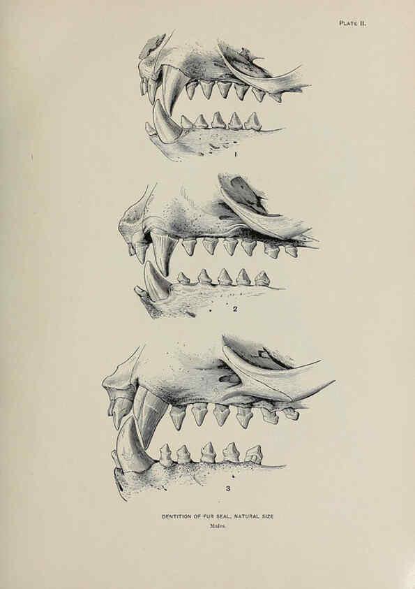 Reproducción/Reproduction 6306156054: The fur seals and fur-seal islands of the North Pacific Ocean. v.3. Washington,Govt. Print. Off.,1898-99