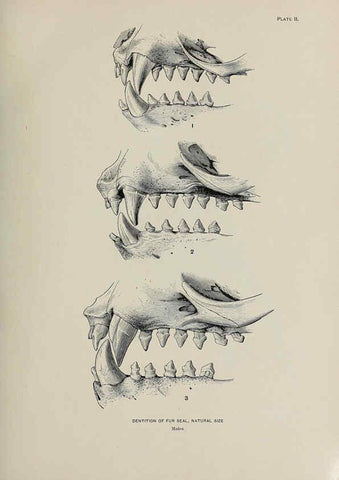 Reproducción/Reproduction 6306156054: The fur seals and fur-seal islands of the North Pacific Ocean. v.3. Washington,Govt. Print. Off.,1898-99