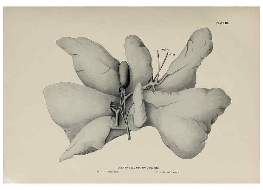 Reproducción/Reproduction 6306156214: The fur seals and fur-seal islands of the North Pacific Ocean. v.3. Washington,Govt. Print. Off.,1898-99