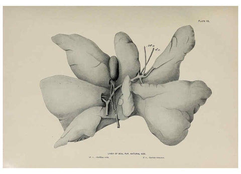 Reproducción/Reproduction 6306156214: The fur seals and fur-seal islands of the North Pacific Ocean. v.3. Washington,Govt. Print. Off.,1898-99