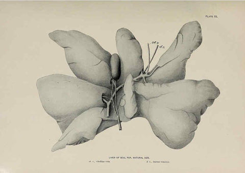 Reproducción/Reproduction 6306156214: The fur seals and fur-seal islands of the North Pacific Ocean. v.3. Washington,Govt. Print. Off.,1898-99