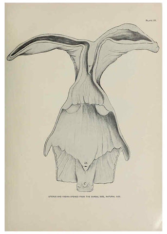 Reproducción/Reproduction 6306156414: The fur seals and fur-seal islands of the North Pacific Ocean. v.3. Washington,Govt. Print. Off.,1898-99