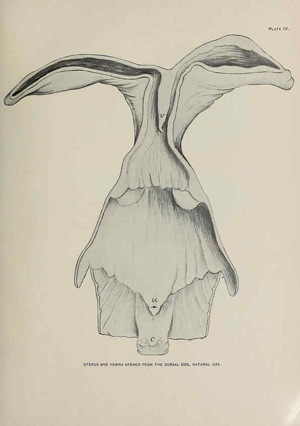 Reproducción/Reproduction 6306156414: The fur seals and fur-seal islands of the North Pacific Ocean. v.3. Washington,Govt. Print. Off.,1898-99
