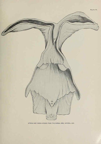 Reproducción/Reproduction 6306156414: The fur seals and fur-seal islands of the North Pacific Ocean. v.3. Washington,Govt. Print. Off.,1898-99