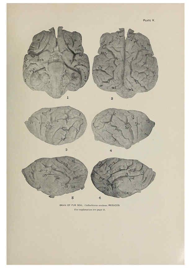 Reproducción/Reproduction 6305633103: The fur seals and fur-seal islands of the North Pacific Ocean. v.3. Washington,Govt. Print. Off.,1898-99