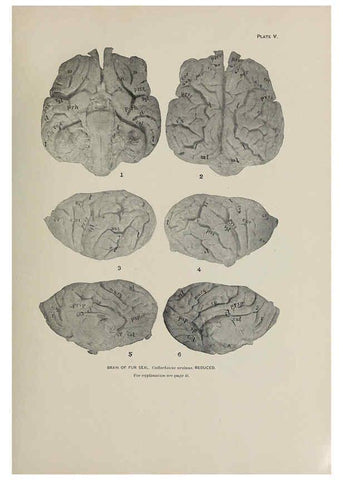 Reproducción/Reproduction 6305633103: The fur seals and fur-seal islands of the North Pacific Ocean. v.3. Washington,Govt. Print. Off.,1898-99