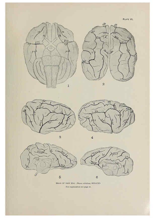 Reproducción/Reproduction 6305633263: The fur seals and fur-seal islands of the North Pacific Ocean. v.3. Washington,Govt. Print. Off.,1898-99