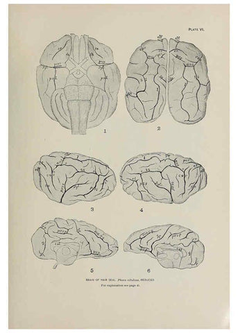 Reproducción/Reproduction 6305633263: The fur seals and fur-seal islands of the North Pacific Ocean. v.3. Washington,Govt. Print. Off.,1898-99