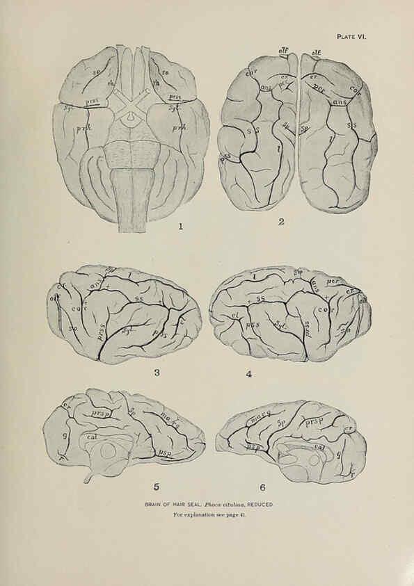 Reproducción/Reproduction 6305633263: The fur seals and fur-seal islands of the North Pacific Ocean. v.3. Washington,Govt. Print. Off.,1898-99