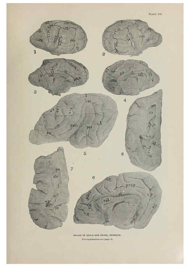Reproducción/Reproduction 6305633453: The fur seals and fur-seal islands of the North Pacific Ocean. v.3. Washington,Govt. Print. Off.,1898-99