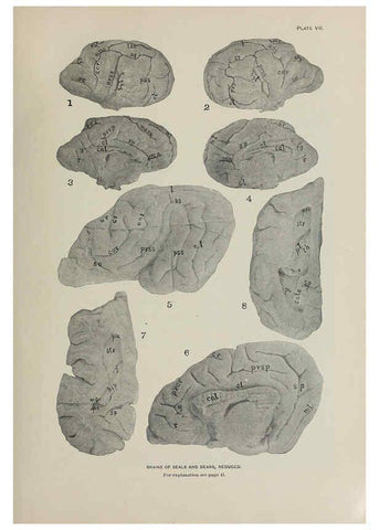 Reproducción/Reproduction 6305633453: The fur seals and fur-seal islands of the North Pacific Ocean. v.3. Washington,Govt. Print. Off.,1898-99