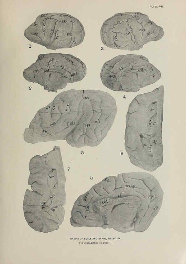 Reproducción/Reproduction 6305633453: The fur seals and fur-seal islands of the North Pacific Ocean. v.3. Washington,Govt. Print. Off.,1898-99