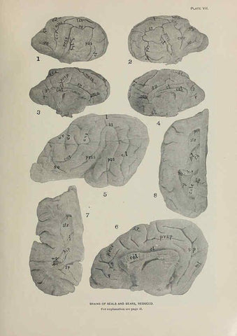 Reproducción/Reproduction 6305633453: The fur seals and fur-seal islands of the North Pacific Ocean. v.3. Washington,Govt. Print. Off.,1898-99