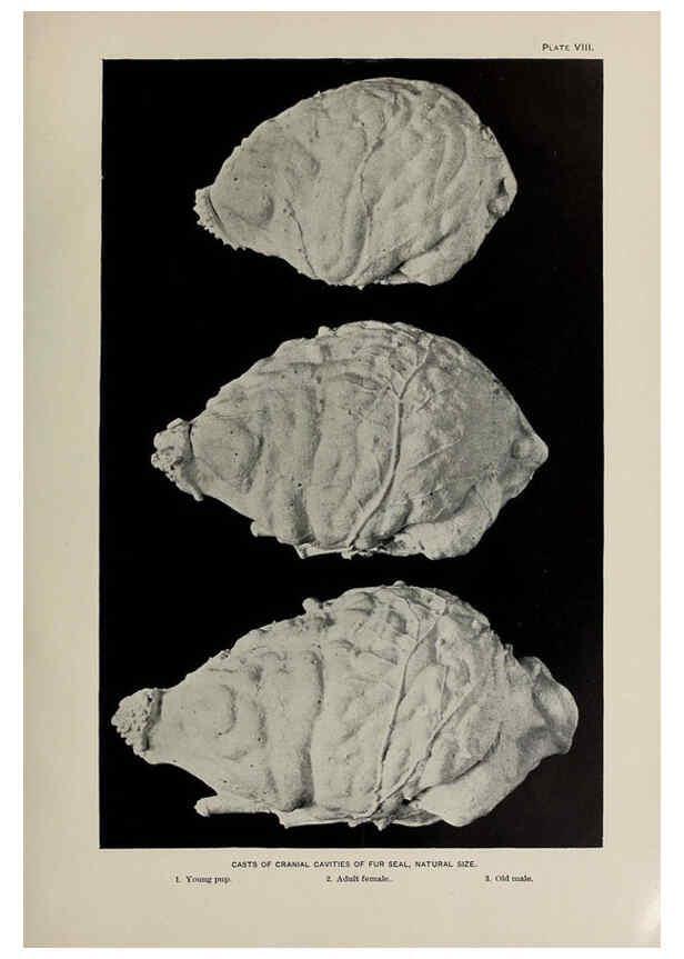 Reproducción/Reproduction 6305633637: The fur seals and fur-seal islands of the North Pacific Ocean. v.3. Washington,Govt. Print. Off.,1898-99