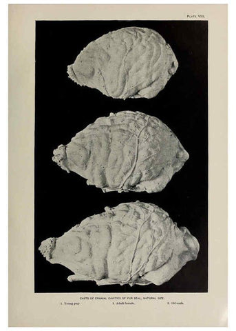 Reproducción/Reproduction 6305633637: The fur seals and fur-seal islands of the North Pacific Ocean. v.3. Washington,Govt. Print. Off.,1898-99