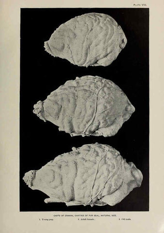 Reproducción/Reproduction 6305633637: The fur seals and fur-seal islands of the North Pacific Ocean. v.3. Washington,Govt. Print. Off.,1898-99