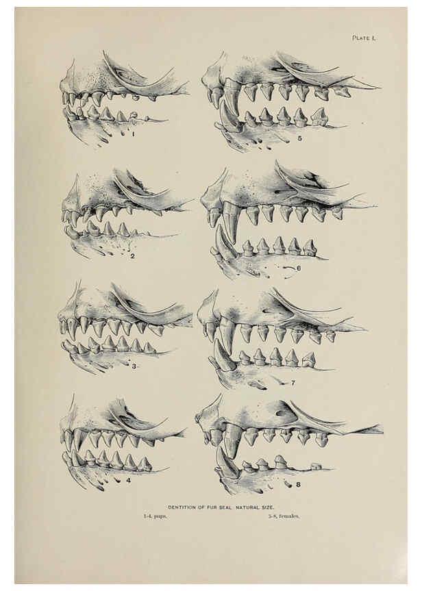 Reproducción/Reproduction 6306155846: The fur seals and fur-seal islands of the North Pacific Ocean. v.3. Washington,Govt. Print. Off.,1898-99