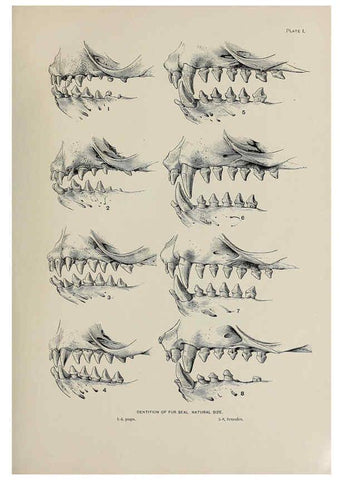 Reproducción/Reproduction 6306155846: The fur seals and fur-seal islands of the North Pacific Ocean. v.3. Washington,Govt. Print. Off.,1898-99