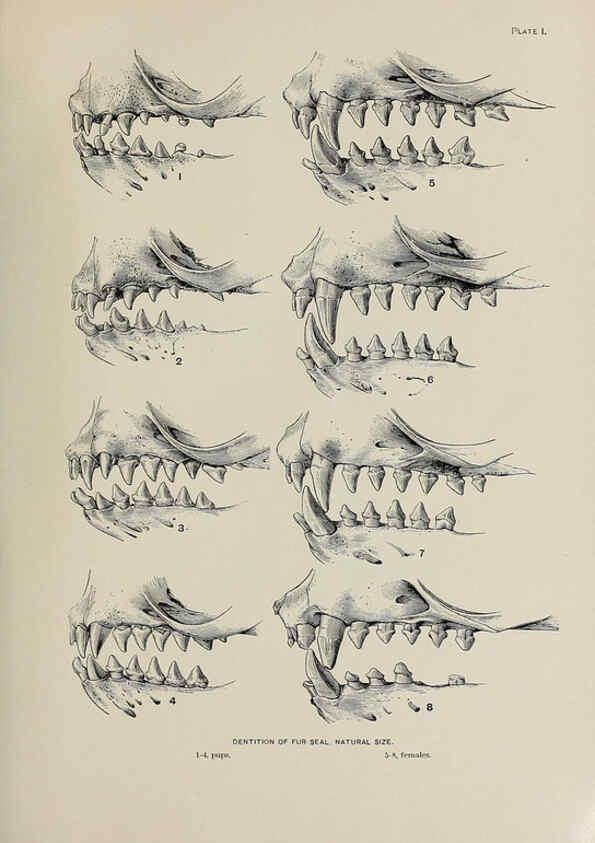Reproducción/Reproduction 6306155846: The fur seals and fur-seal islands of the North Pacific Ocean. v.3. Washington,Govt. Print. Off.,1898-99