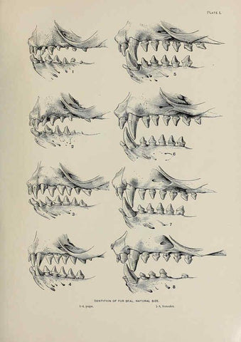 Reproducción/Reproduction 6306155846: The fur seals and fur-seal islands of the North Pacific Ocean. v.3. Washington,Govt. Print. Off.,1898-99