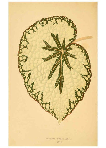 Reproducción/Reproduction 6305583071: Les plantes a feuillage coloré. v.1. Paris :Rothschild,1867-1870