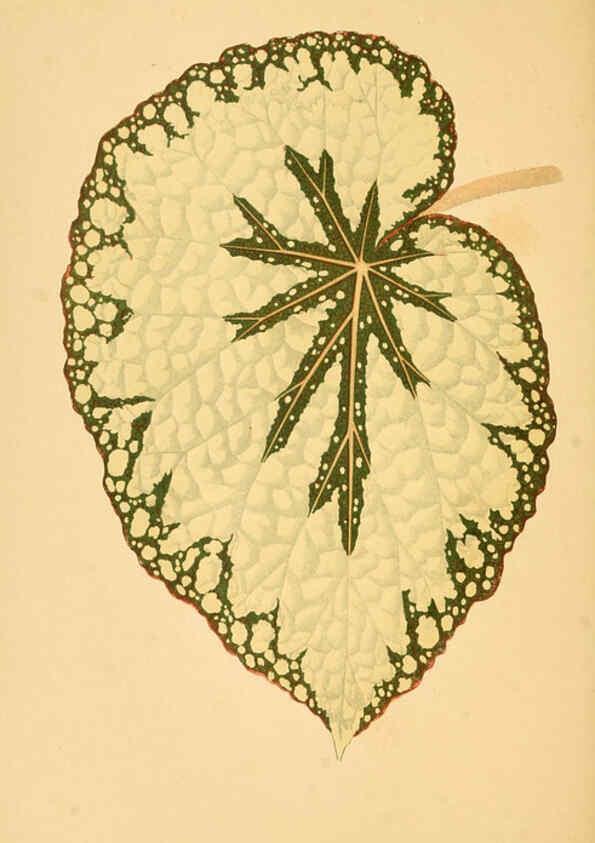 Reproducción/Reproduction 6305583071: Les plantes a feuillage coloré. v.1. Paris :Rothschild,1867-1870
