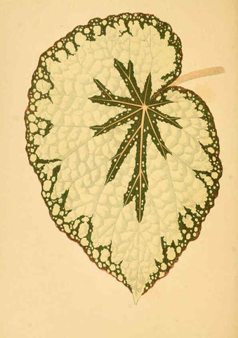 Reproducción/Reproduction 6305583071: Les plantes a feuillage coloré. v.1. Paris :Rothschild,1867-1870