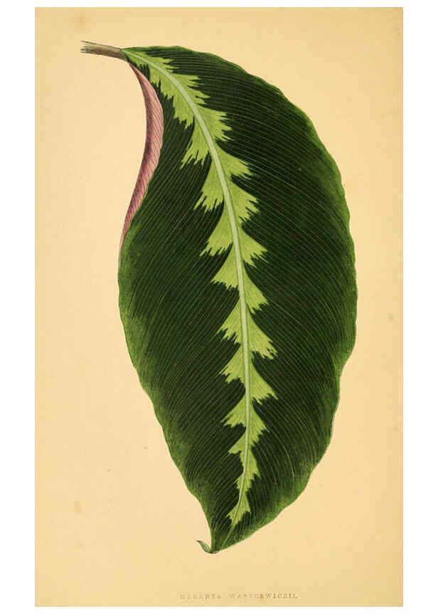 Reproducción/Reproduction 6305582863: Les plantes a feuillage coloré. v.1. Paris :Rothschild,1867-1870