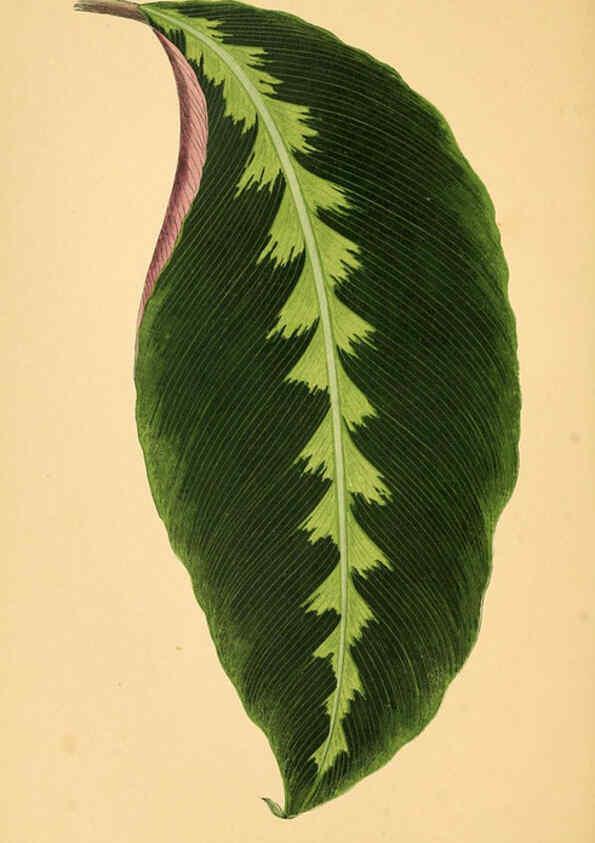 Reproducción/Reproduction 6305582863: Les plantes a feuillage coloré. v.1. Paris :Rothschild,1867-1870