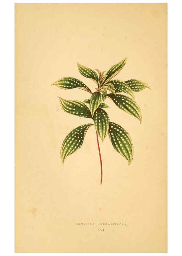 Reproducción/Reproduction 6306105228: Les plantes a feuillage coloré. v.1. Paris :Rothschild,1867-1870