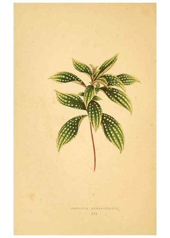 Reproducción/Reproduction 6306105228: Les plantes a feuillage coloré. v.1. Paris :Rothschild,1867-1870