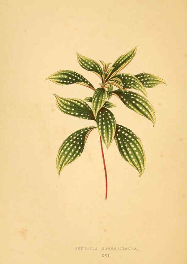 Reproducción/Reproduction 6306105228: Les plantes a feuillage coloré. v.1. Paris :Rothschild,1867-1870