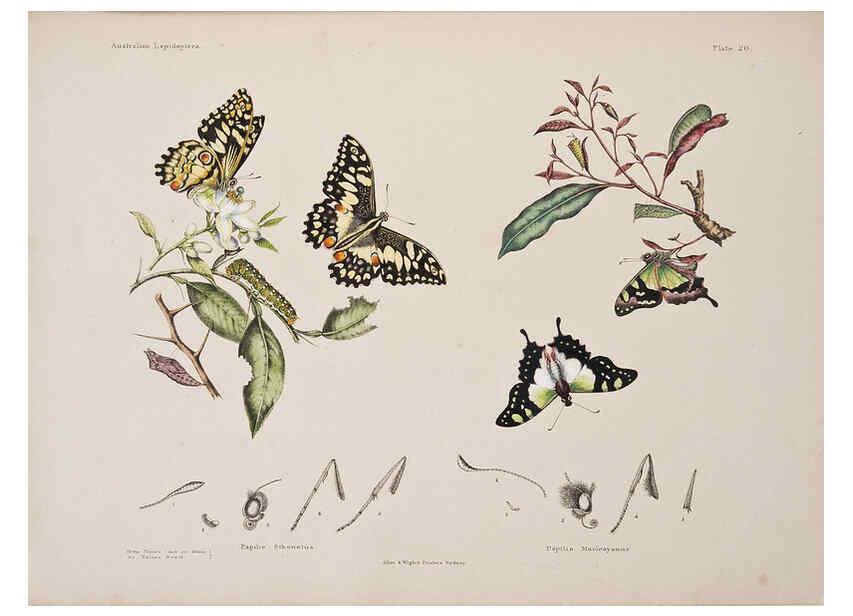 Reproducción/Reproduction 6305956280: Australian lepidoptera and their transformations, drawn from the life. v.2. London :John van Voorst,1864, 1890-1898