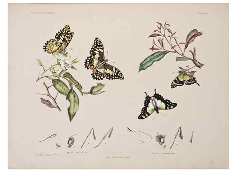 Reproducción/Reproduction 6305956280: Australian lepidoptera and their transformations, drawn from the life. v.2. London :John van Voorst,1864, 1890-1898