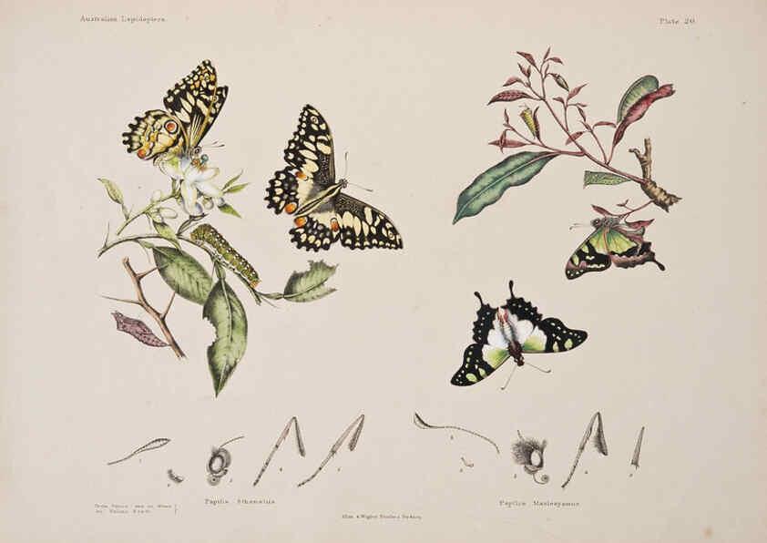 Reproducción/Reproduction 6305956280: Australian lepidoptera and their transformations, drawn from the life. v.2. London :John van Voorst,1864, 1890-1898