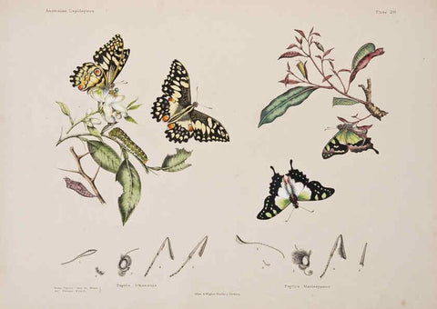 Reproducción/Reproduction 6305956280: Australian lepidoptera and their transformations, drawn from the life. v.2. London :John van Voorst,1864, 1890-1898