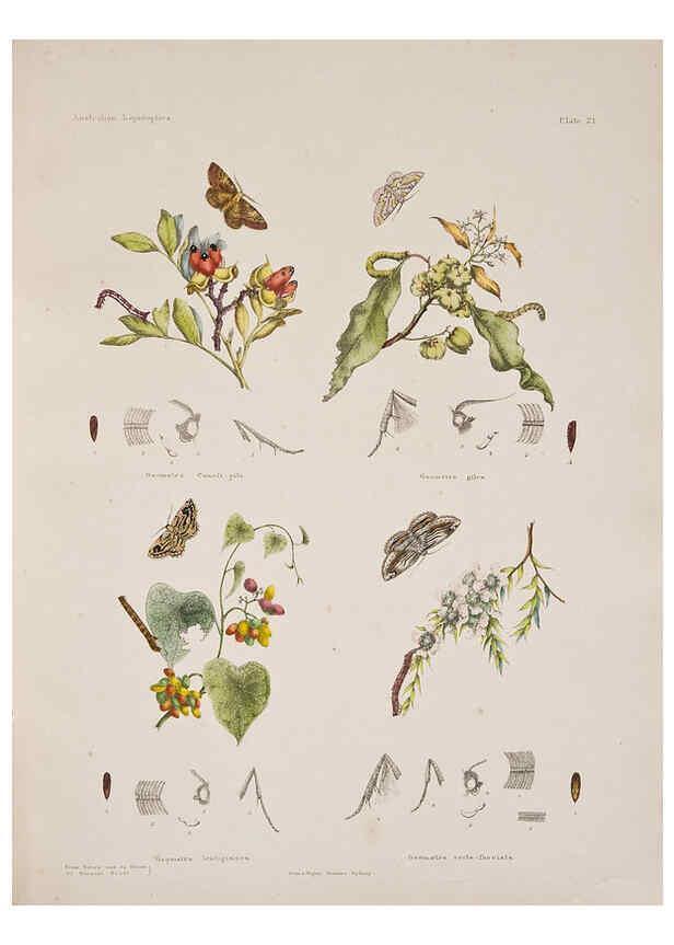Reproducción/Reproduction 6305431961: Australian lepidoptera and their transformations, drawn from the life. v.2. London :John van Voorst,1864, 1890-1898
