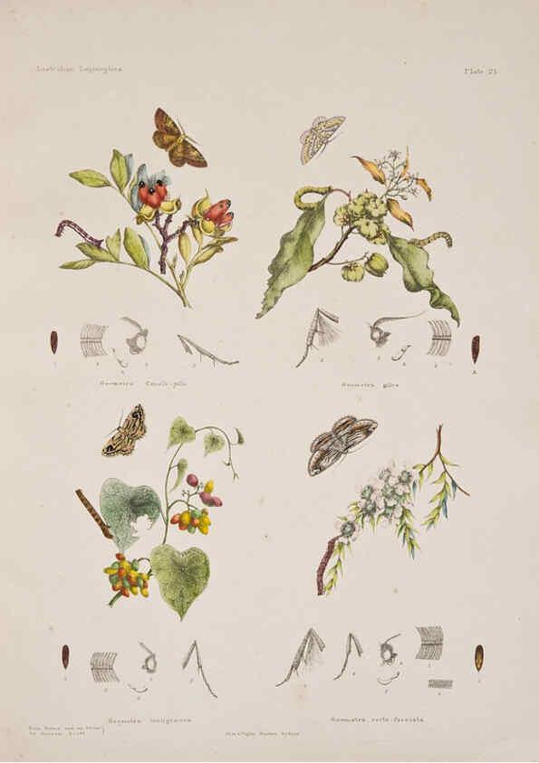 Reproducción/Reproduction 6305431961: Australian lepidoptera and their transformations, drawn from the life. v.2. London :John van Voorst,1864, 1890-1898