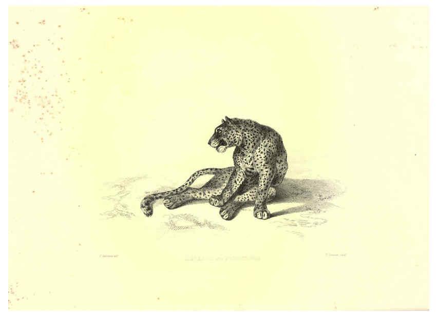 Reproducción/Reproduction 6305526697: Engravings of lions, tigers, panthers, leopards, dogs, &c. London,H.G. Bohn,1853