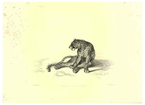 Reproducción/Reproduction 6305526697: Engravings of lions, tigers, panthers, leopards, dogs, &c. London,H.G. Bohn,1853