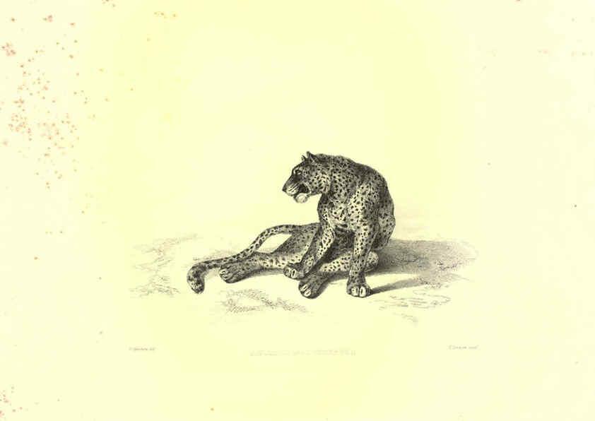 Reproducción/Reproduction 6305526697: Engravings of lions, tigers, panthers, leopards, dogs, &c. London,H.G. Bohn,1853