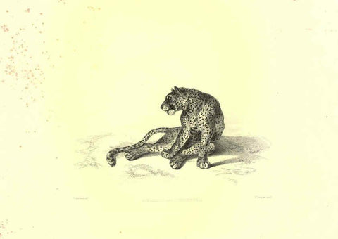 Reproducción/Reproduction 6305526697: Engravings of lions, tigers, panthers, leopards, dogs, &c. London,H.G. Bohn,1853
