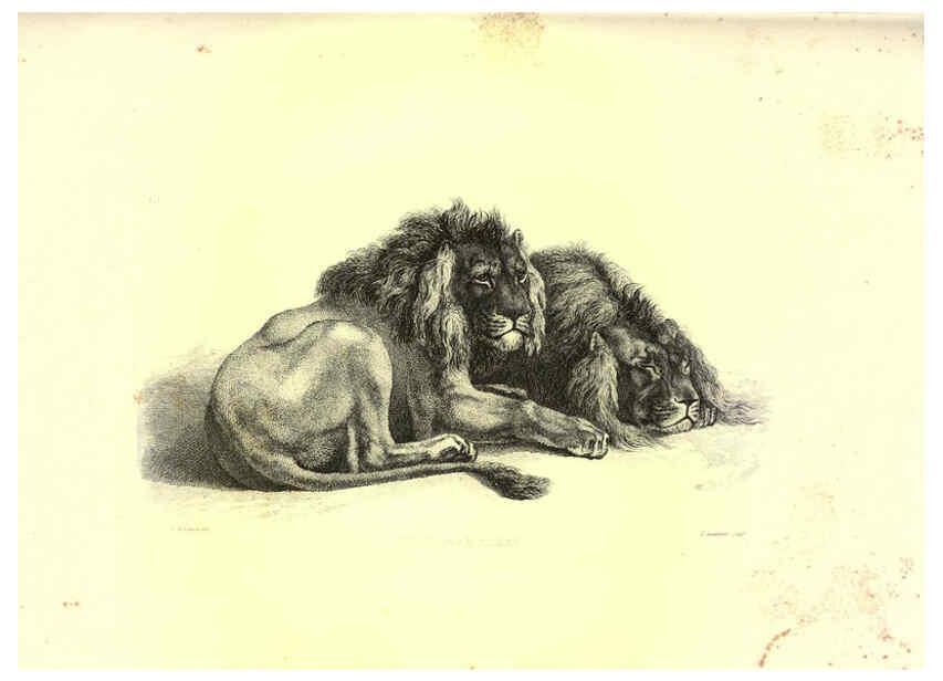 Reproducción/Reproduction 6305526877: Engravings of lions, tigers, panthers, leopards, dogs, &c. London,H.G. Bohn,1853