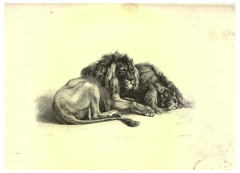 Reproducción/Reproduction 6305526877: Engravings of lions, tigers, panthers, leopards, dogs, &c. London,H.G. Bohn,1853